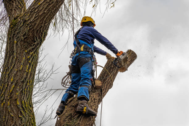 How Our Tree Care Process Works  in  Boonville, IN